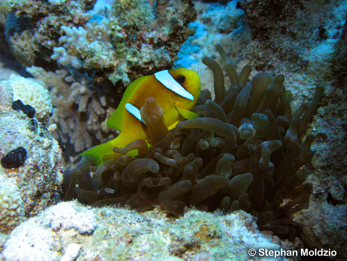 PER21 Amphiprion bicinctus P1016553.jpg